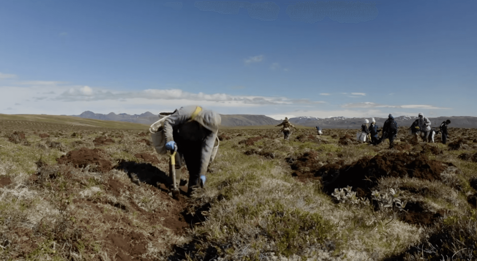 Planting on the heath in June 2022