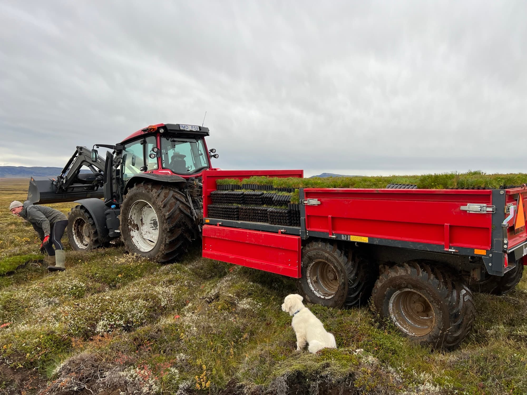 Dráttarvél með plöntukerru og hundur