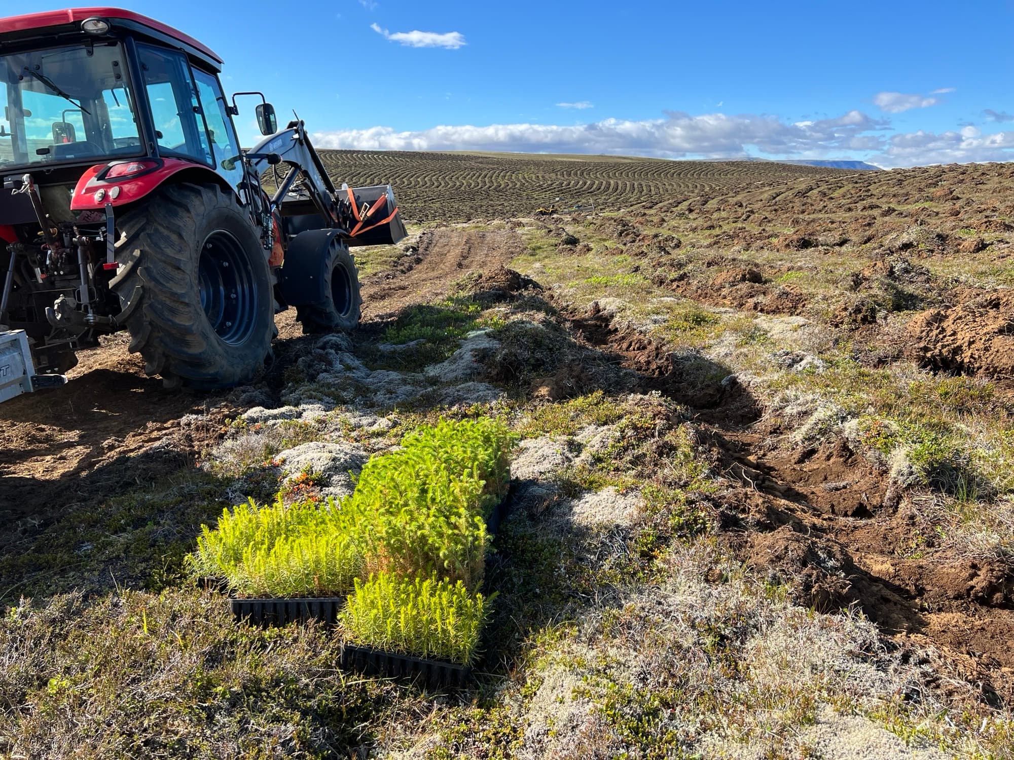 Dráttarvél og plöntubakkar á heiðinni