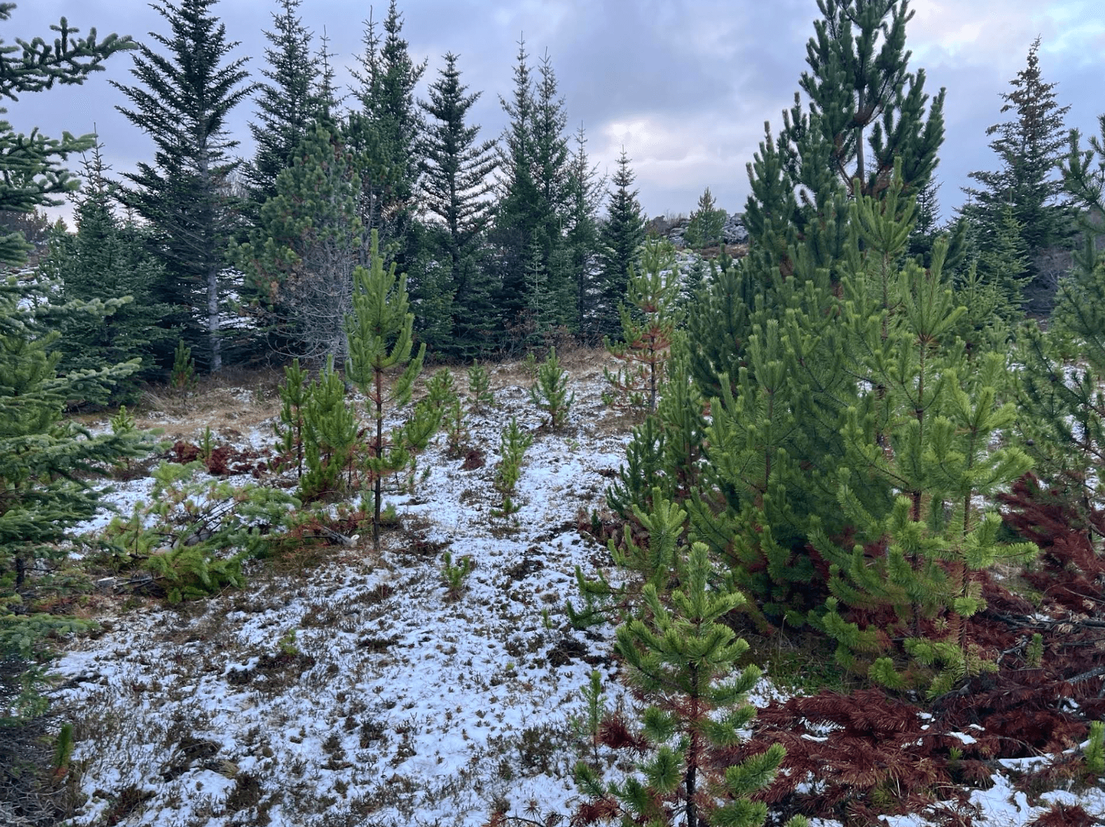 Young conifers in the first snow